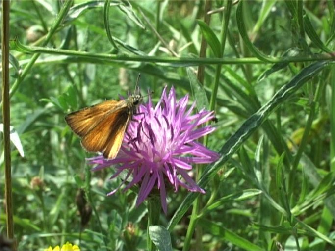 Schwarzkolbiger Braundickkopffalter ( Thymelicus lineola ) : Am Niederrhein, Biotop, 28.07.2005